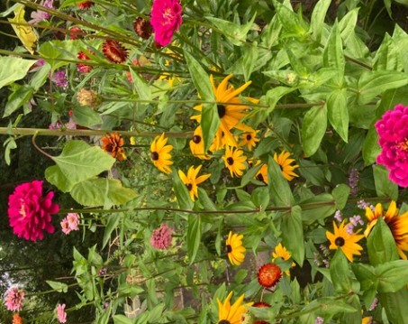 Bild von verschieden Blumen die blühen.