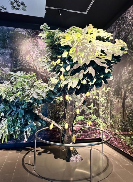 Bild von einem Kakaobaum.