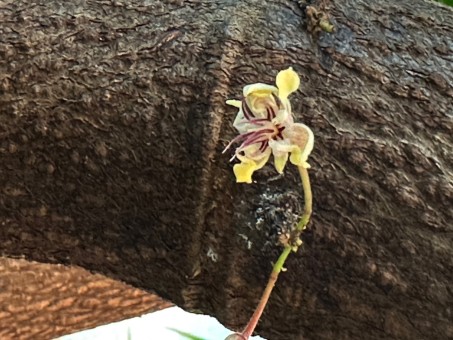 Bild von einer Kakaoblüte.